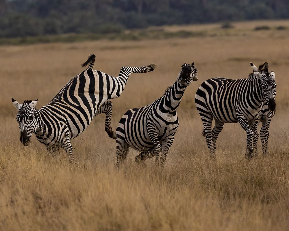 Photograph by Sai Kiran Bhagavatula