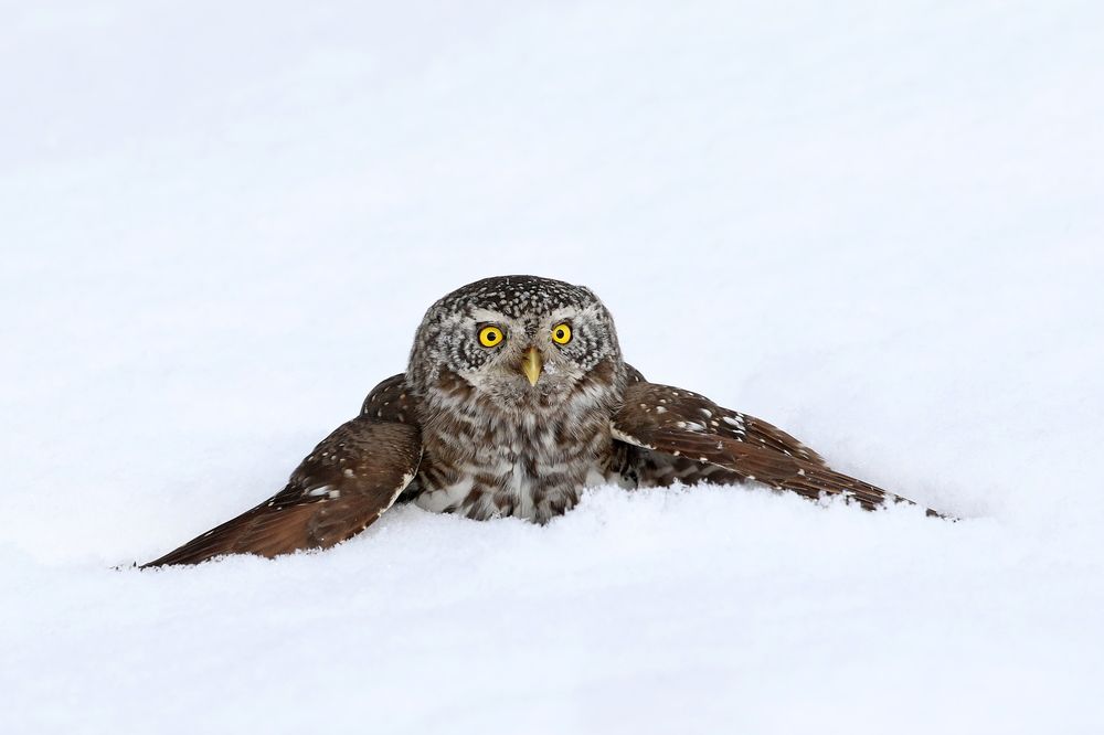 Photograph by Евгений Софронов