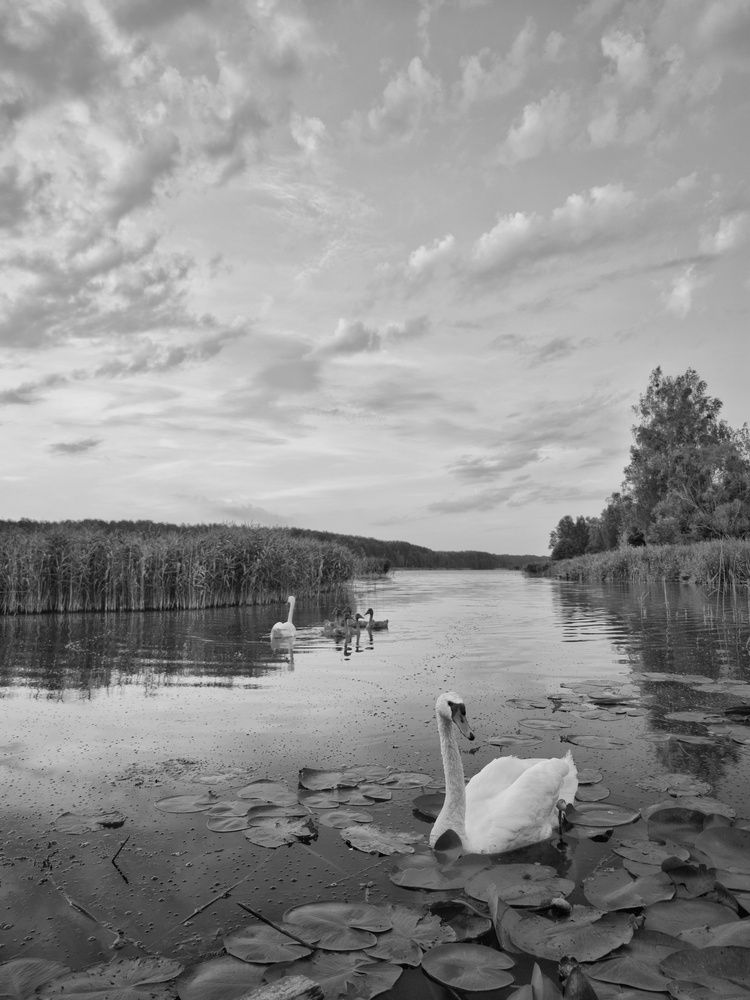 Photograph by Елена Кошелева