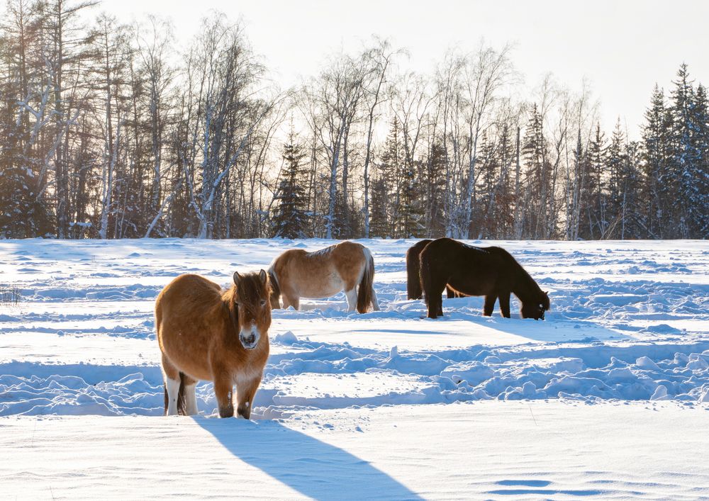 Photograph by Саргылана Прокопьева