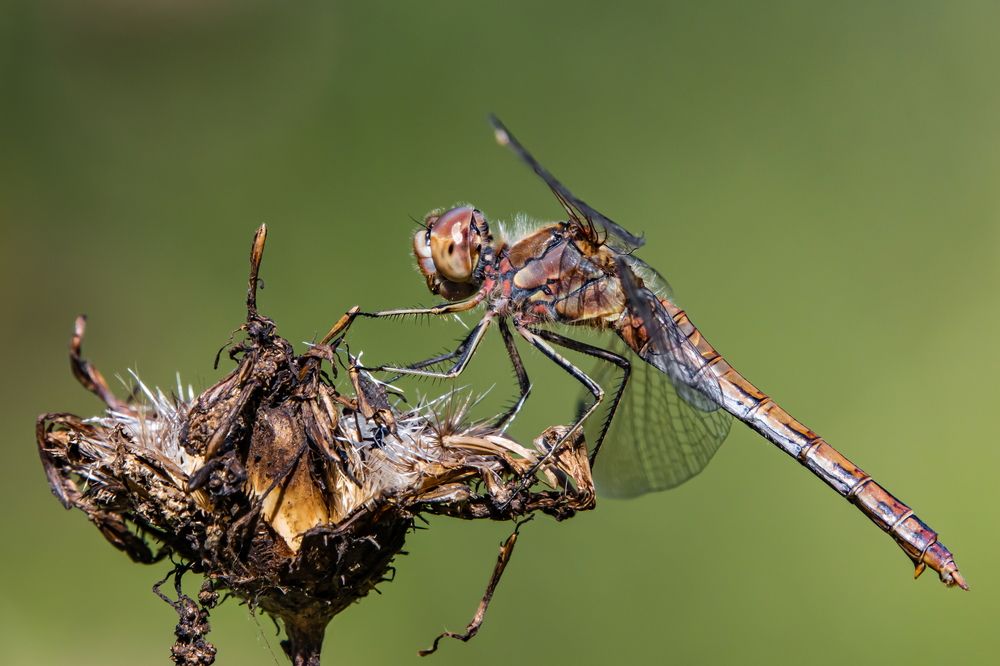 Сидящая на сухом цветке.