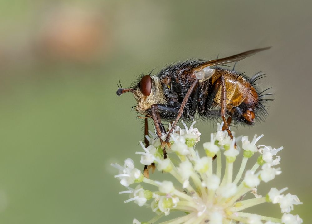 Муха - цокотуха.