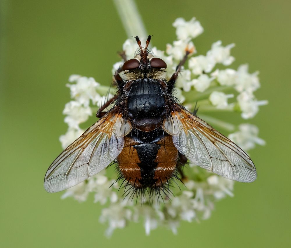 Мохнатый мух.