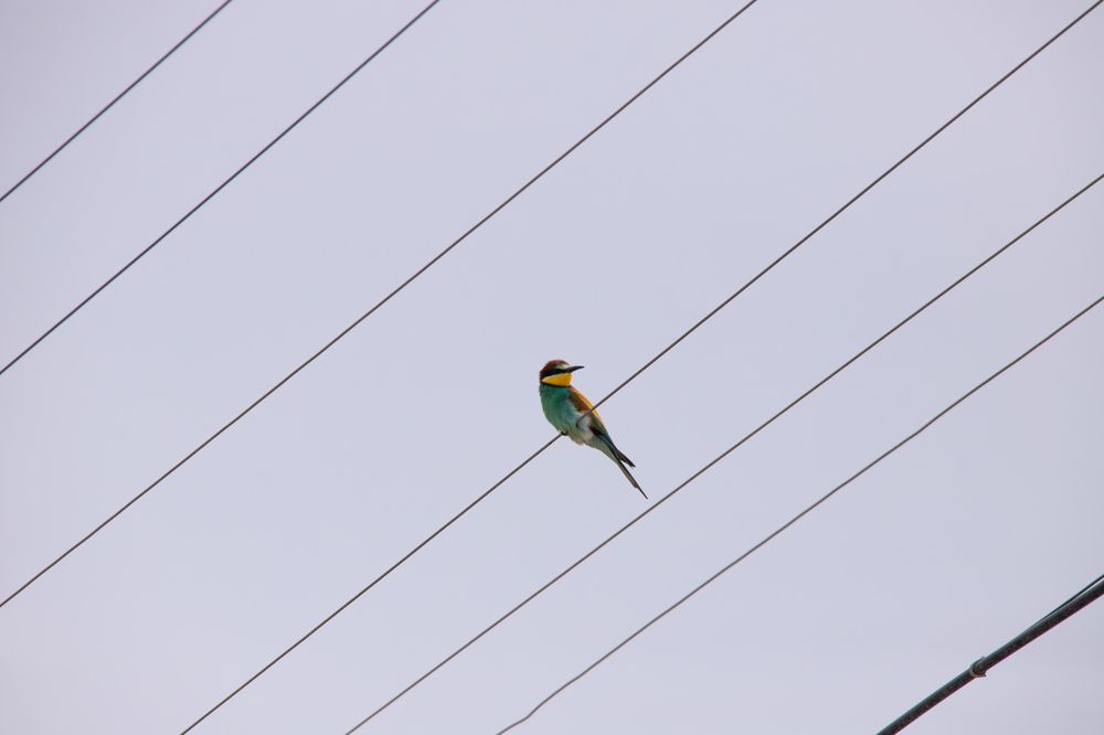 Photograph by Alexei Kriptozoy