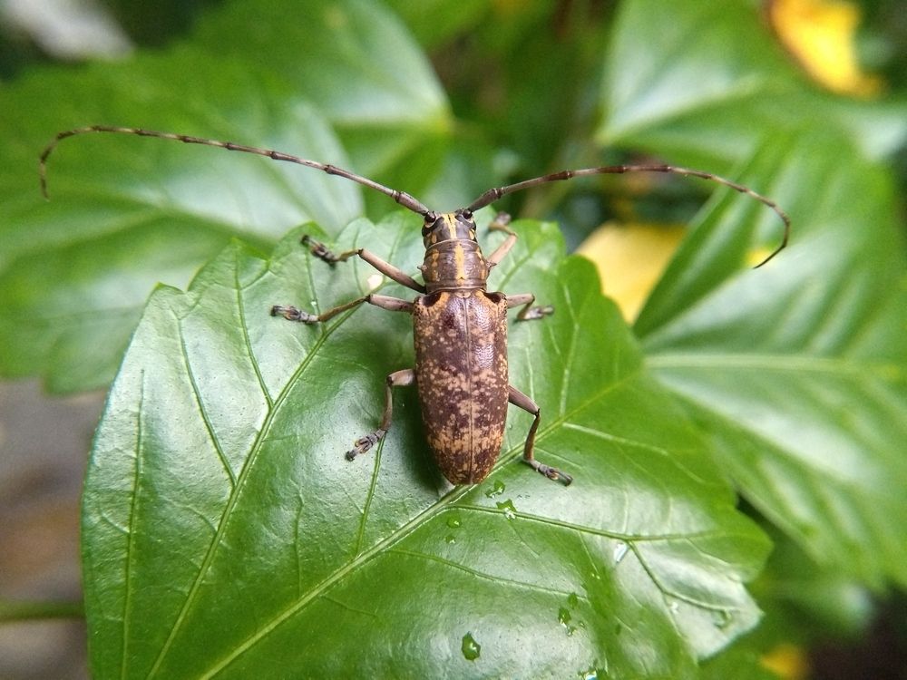 Monochamus Galloprovincialis @ Pine Sawyer Beetle