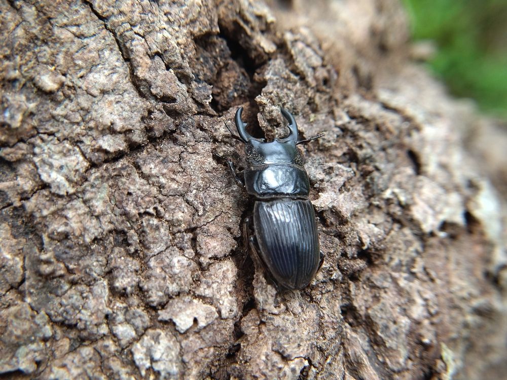Serrognathus Titanus @ Stag Beetle