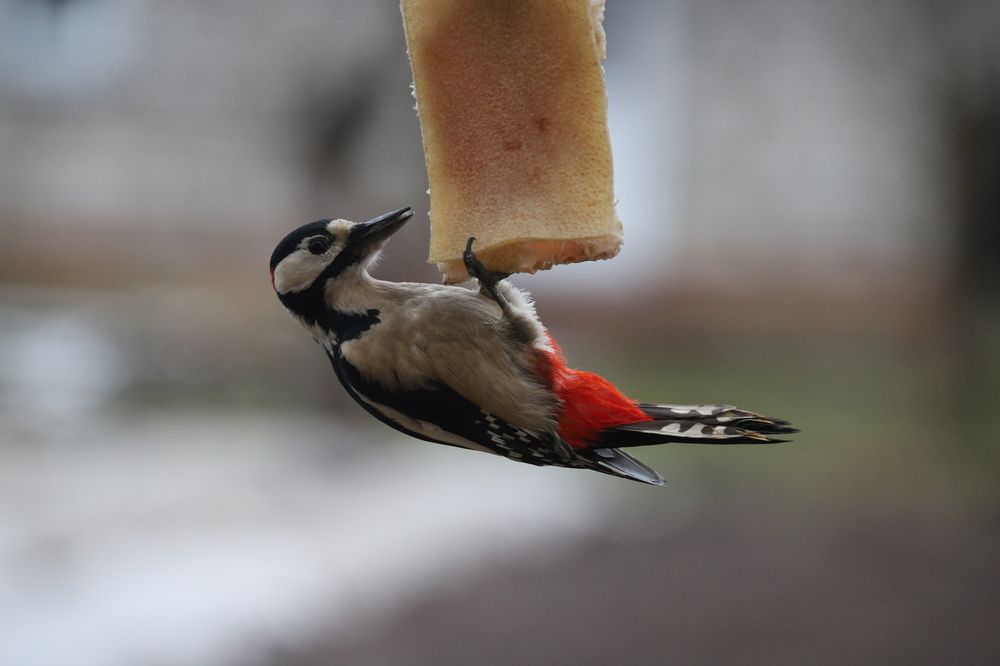 Фотография автора Роман Савин