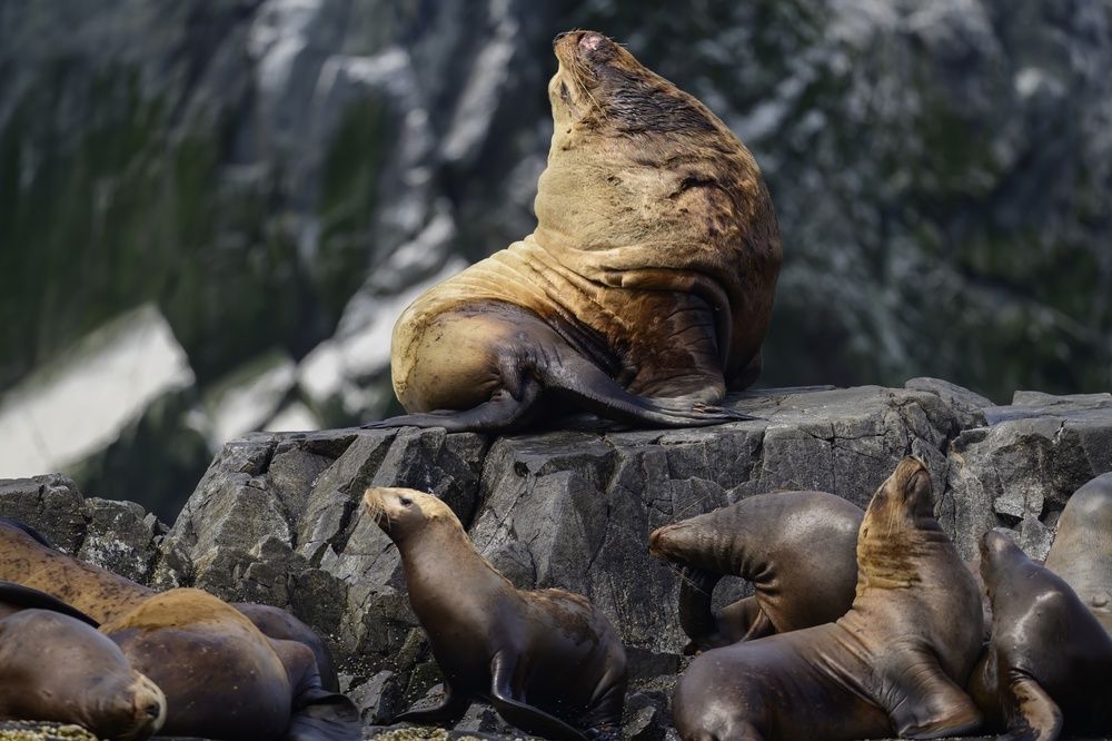 Сивучи, бухта Русская, Камчатка