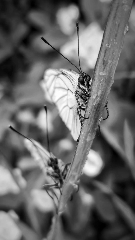 Photograph by Алина Эбель