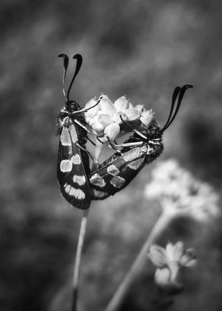 Photograph by Алина Эбель