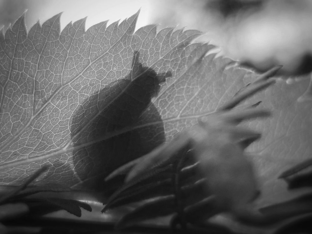 Photograph by Алина Эбель