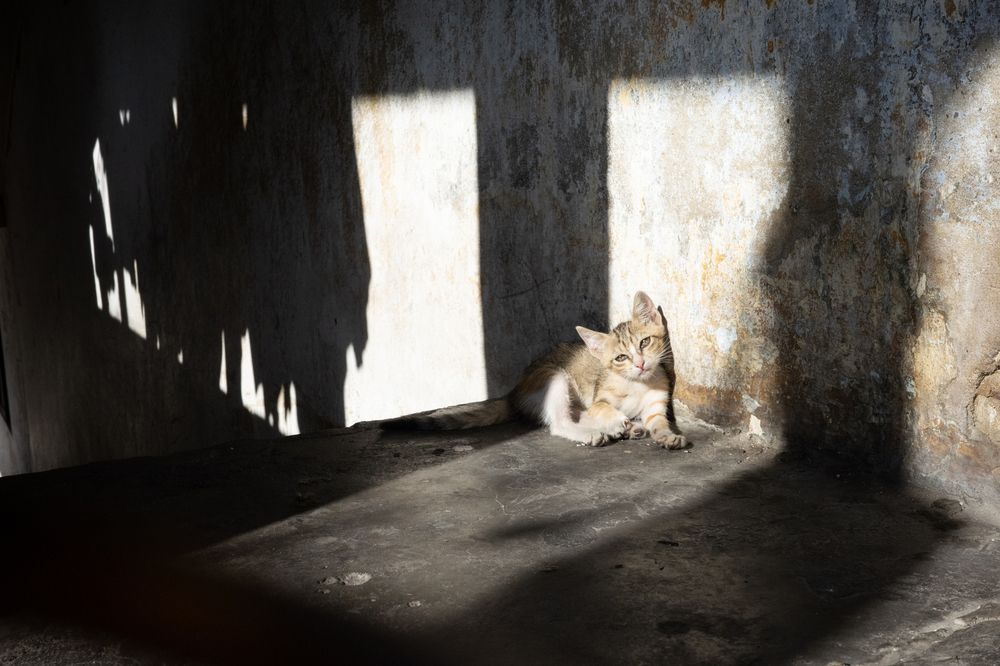 Stray cat in apartment