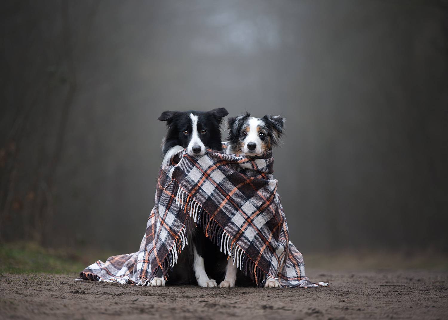 Фотография #11885141