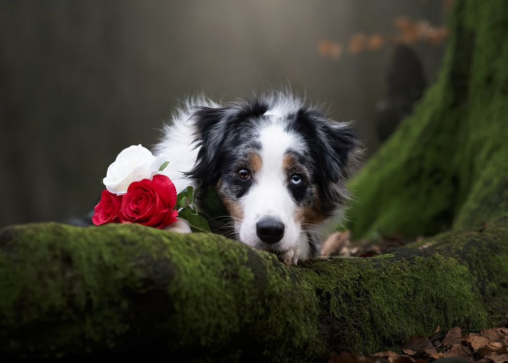 Photograph by Jolanda Boelhouwers Diederik