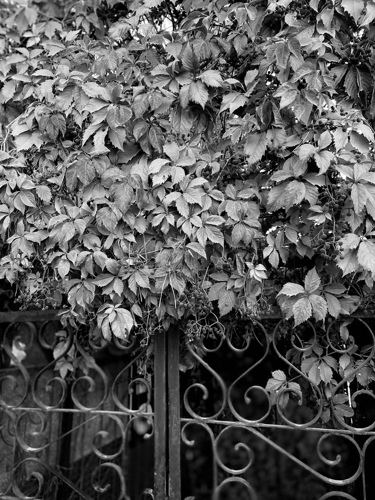 Photograph by Ксения Литвиненко