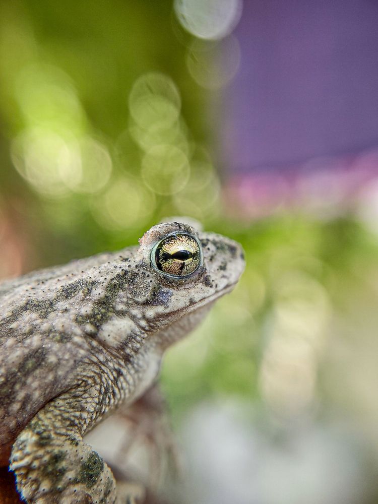 Window to the Wild: The Frog's Eye Close-Up