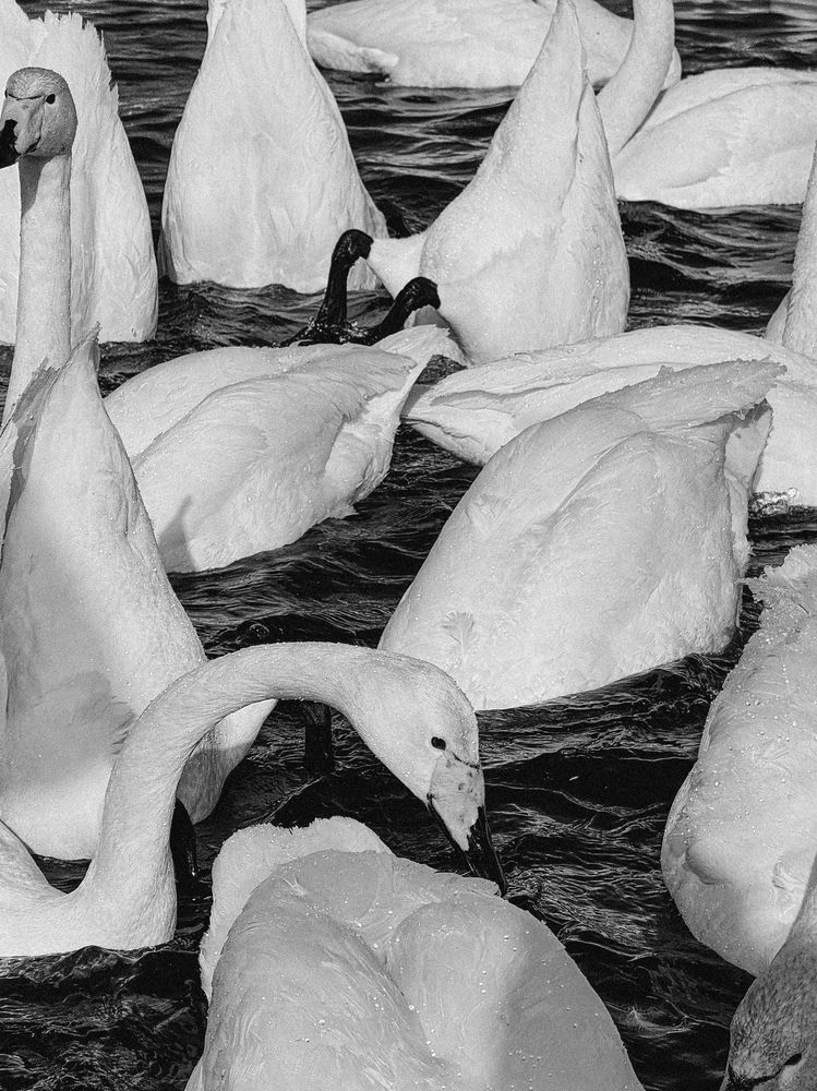 Photograph by Alina Polomoshnova