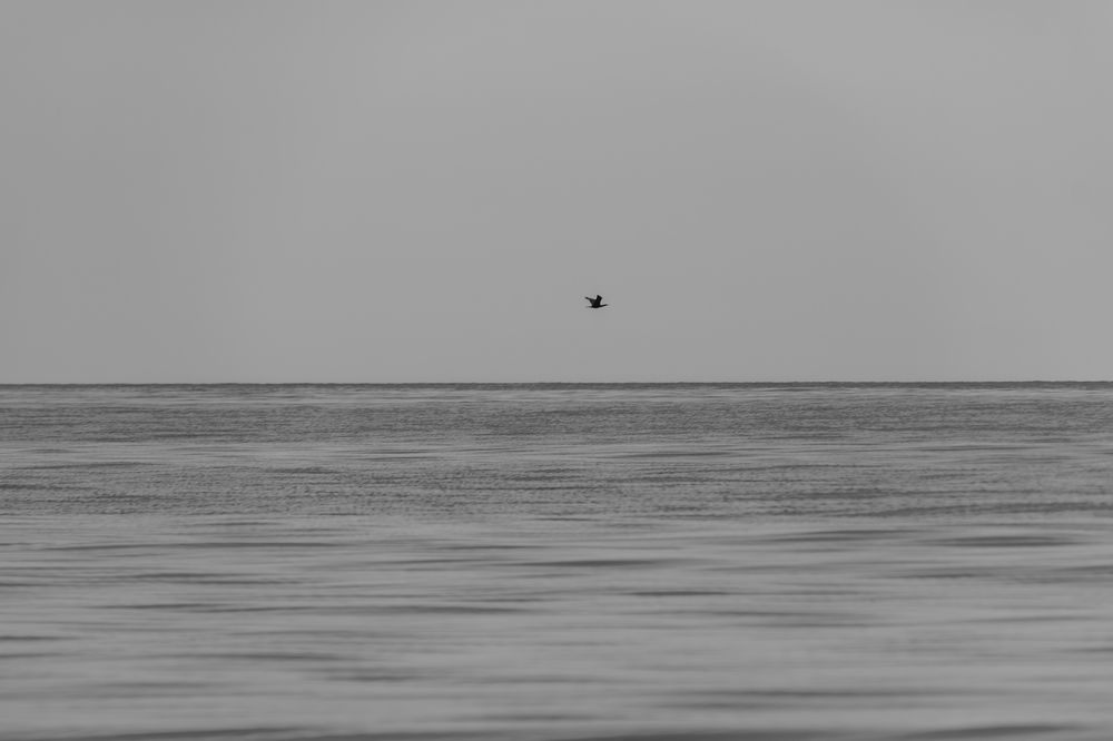 Photograph by Михаил Косолапов