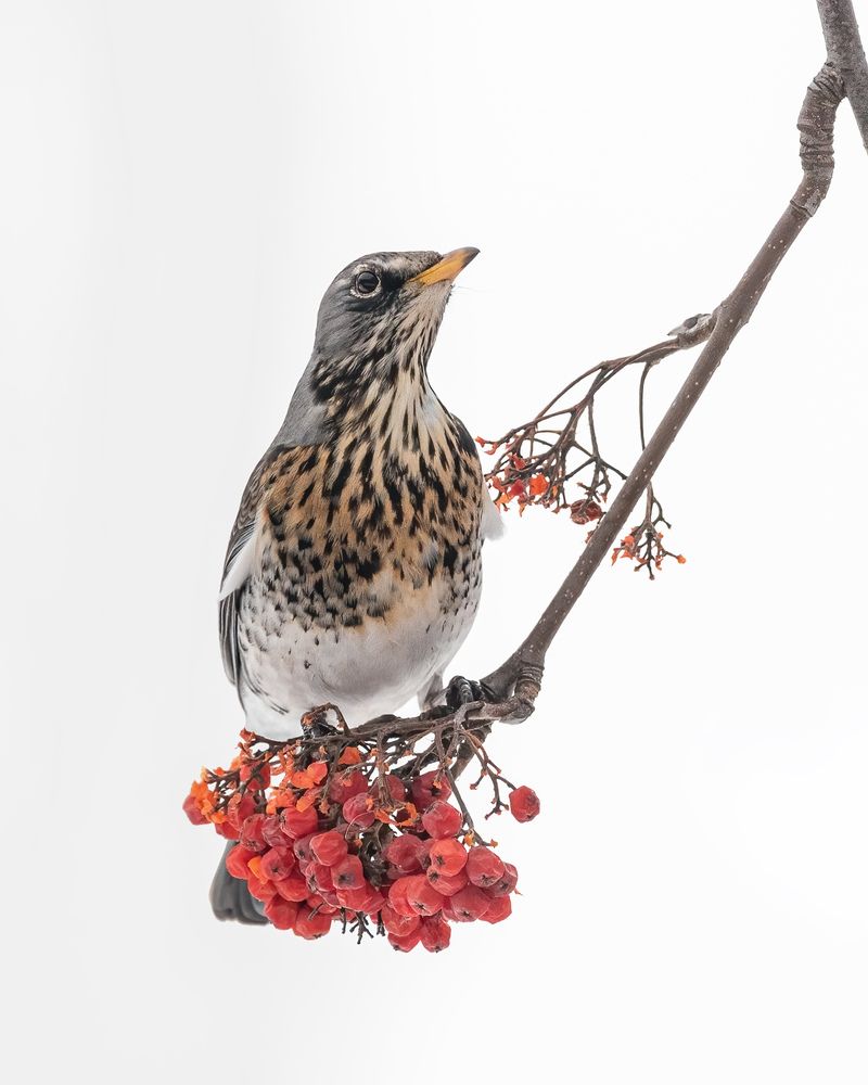 Дрозд - рябинник