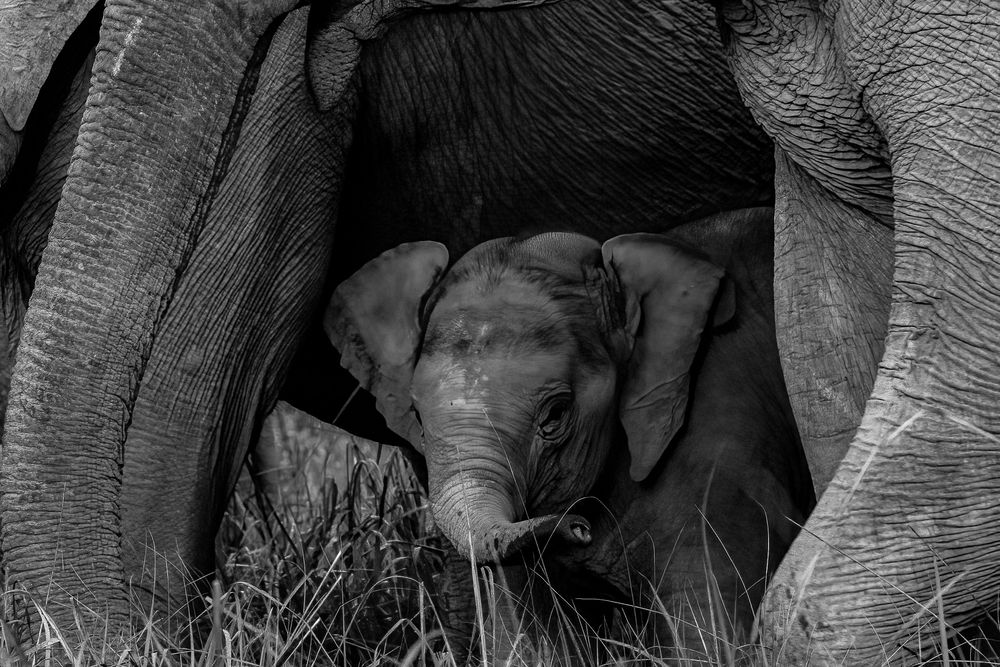 Photograph by Sai Kiran Bhagavatula