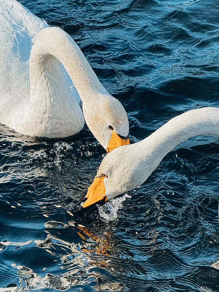 Photograph by Alina Polomoshnova