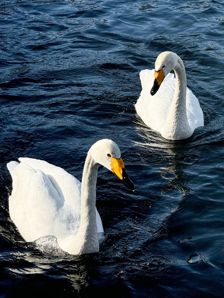 Photograph by Alina Polomoshnova