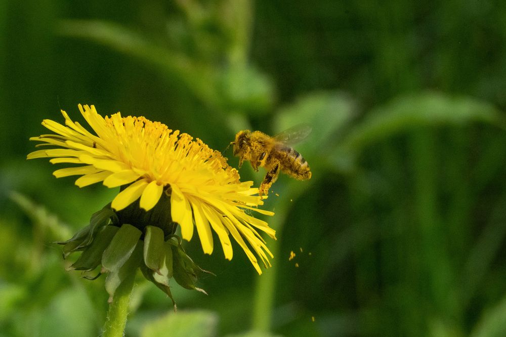 Фотография автора Ruslan Badykov