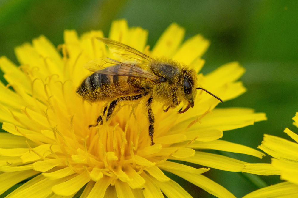 Фотография автора Ruslan Badykov