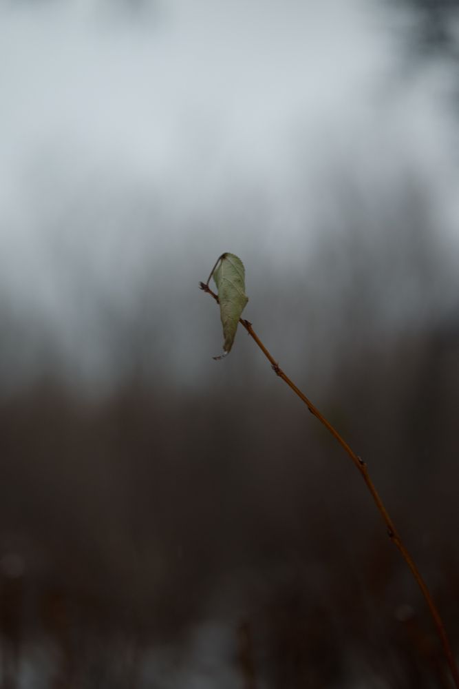 Фотография автора Анна Рыкова