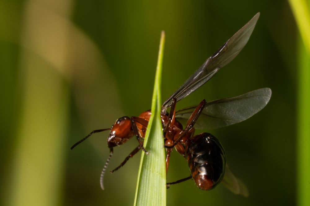 Фотография автора Ruslan Badykov