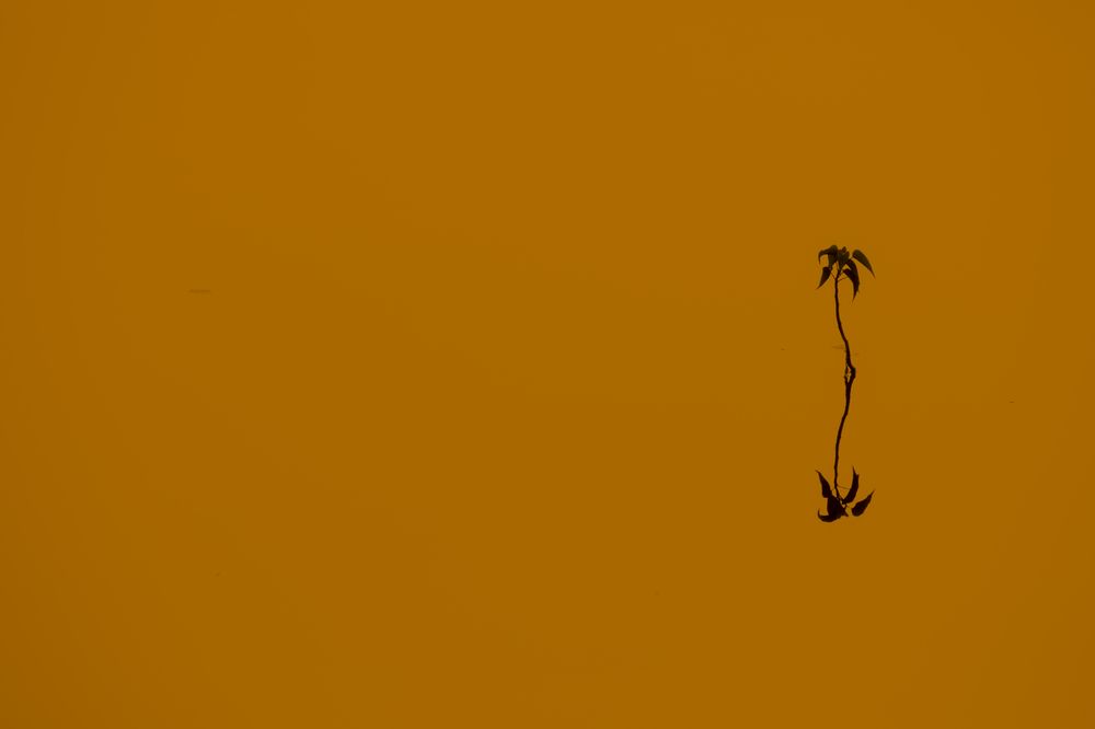 Photograph by Sai Kiran Bhagavatula