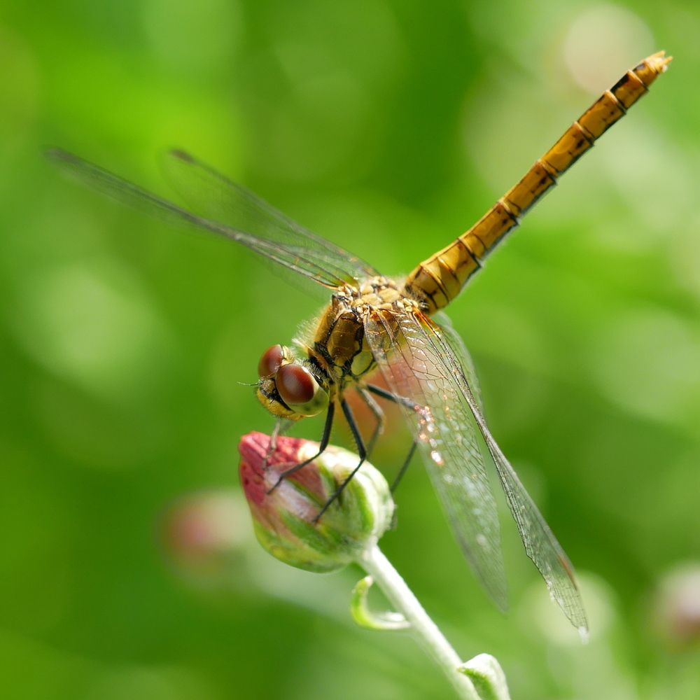 Photograph by Владимир Лобанов