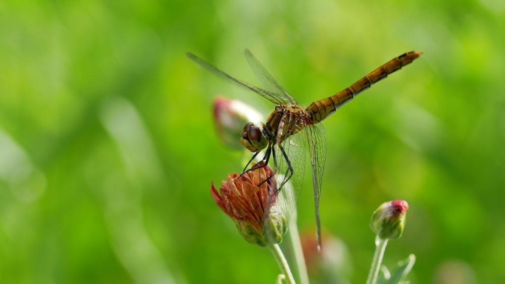 Photograph by Владимир Лобанов