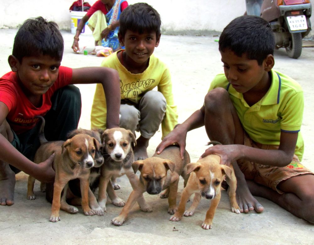 Stray boys handling stray puppies