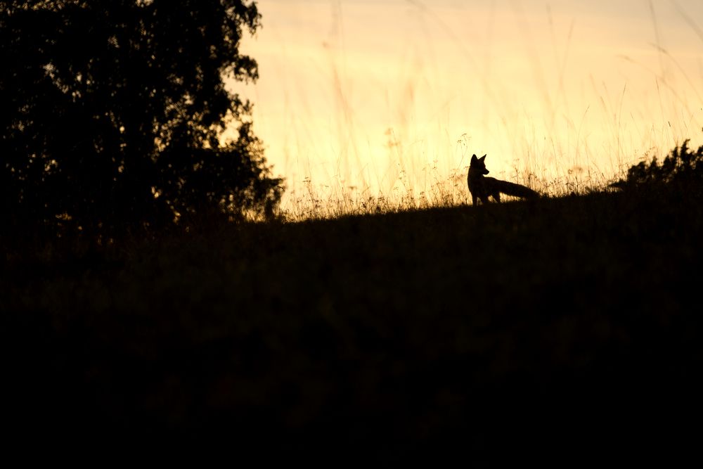 Photograph by FILIP BETKO