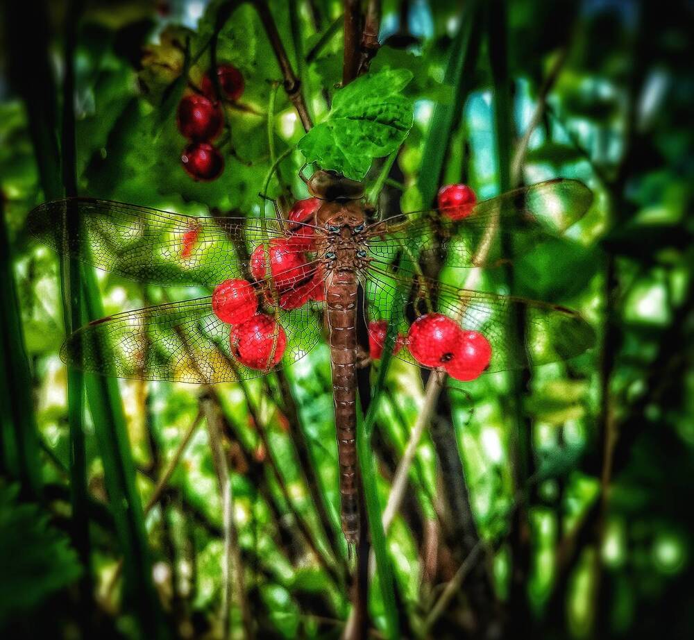 Photograph by Дайана