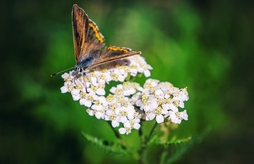 Фотография автора Lija Mežecka