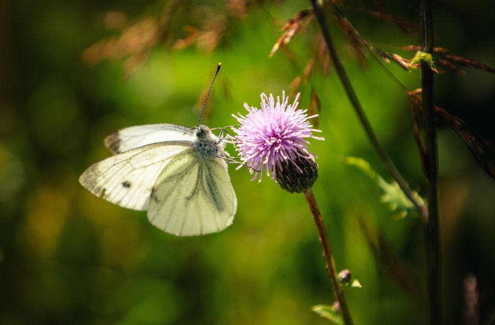Фотография автора Lija Mežecka