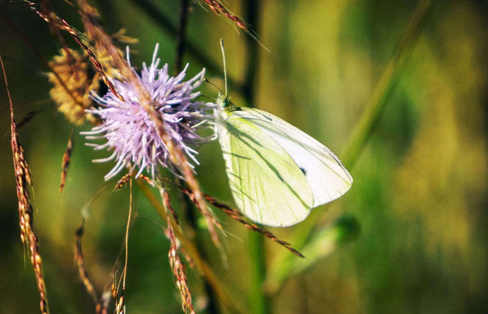 Фотография автора Lija Mežecka