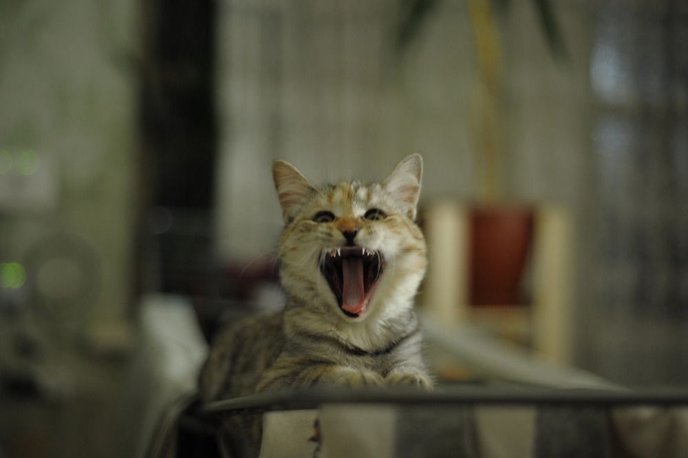 Фотография автора Тагир Должиков