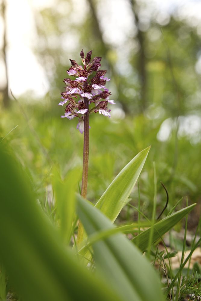 Photograph by FILIP BETKO