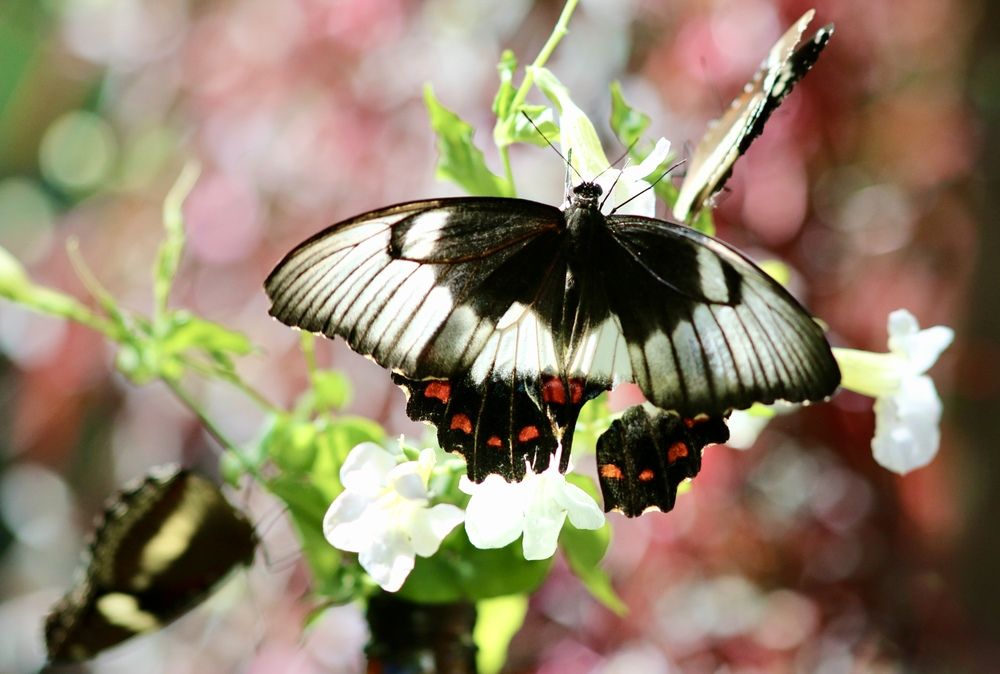 Фотография автора Леонид Голубков