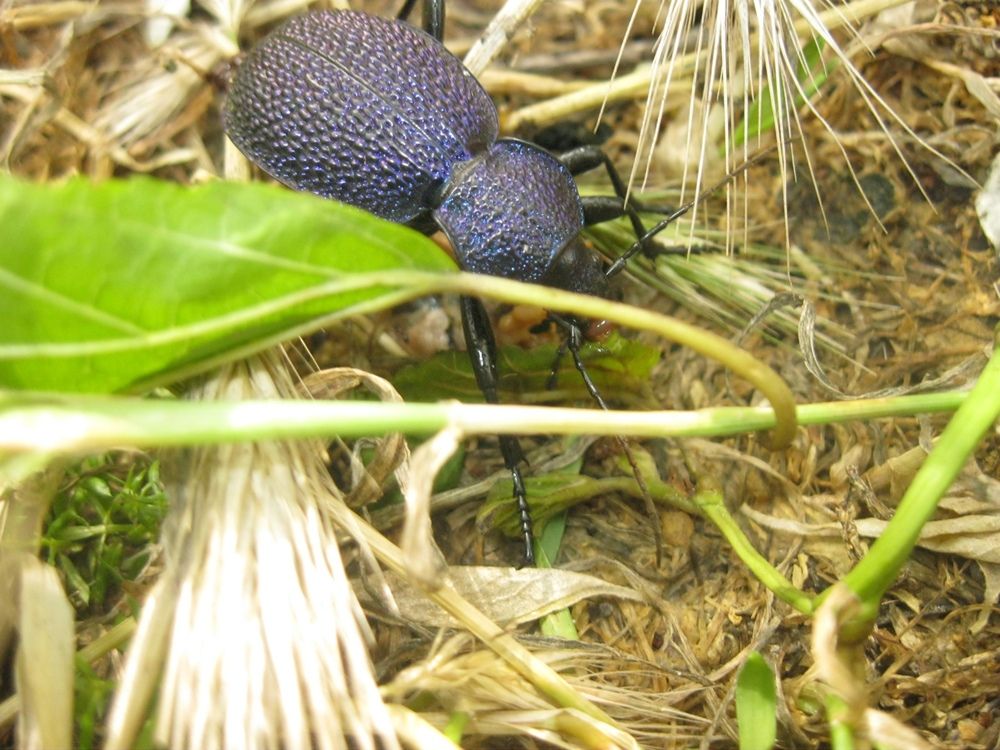 Фотография автора Анатолий Дячина