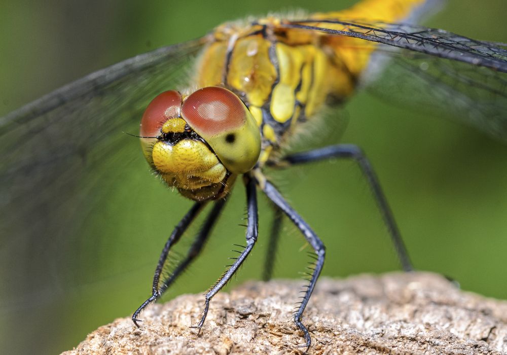 Фотография автора Юрий