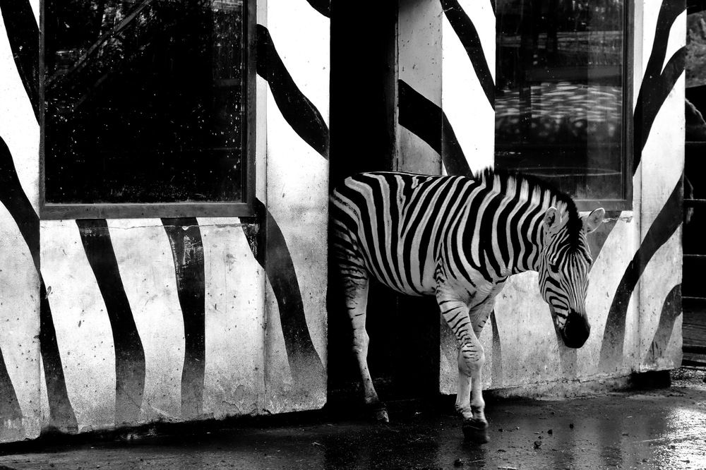 Photograph by Шпинев Борис