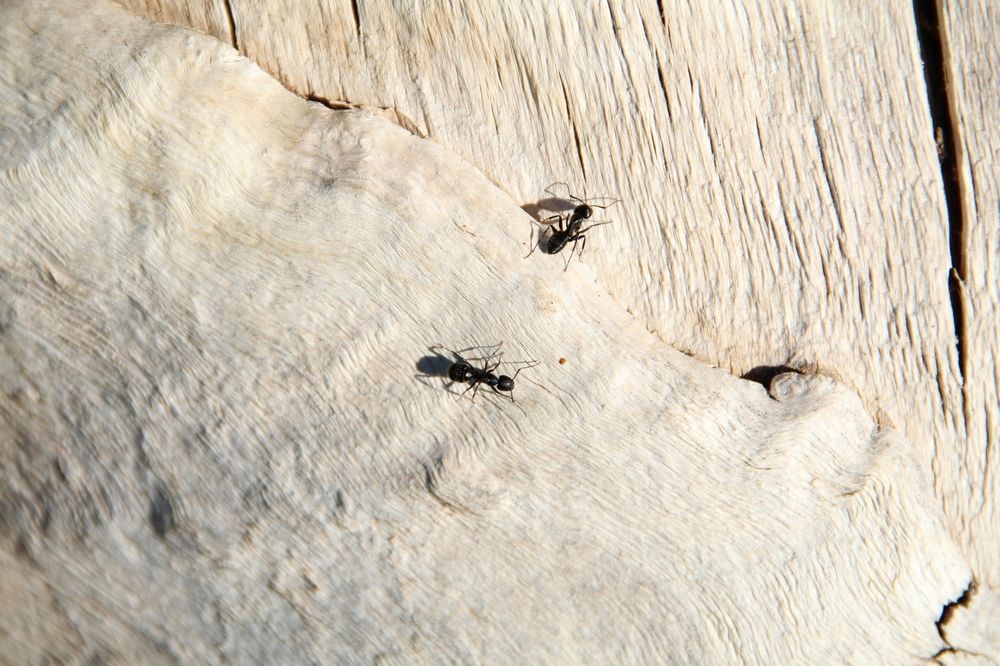 Муравьишки / Ants