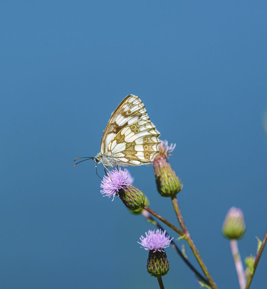 Фотография автора Юрий