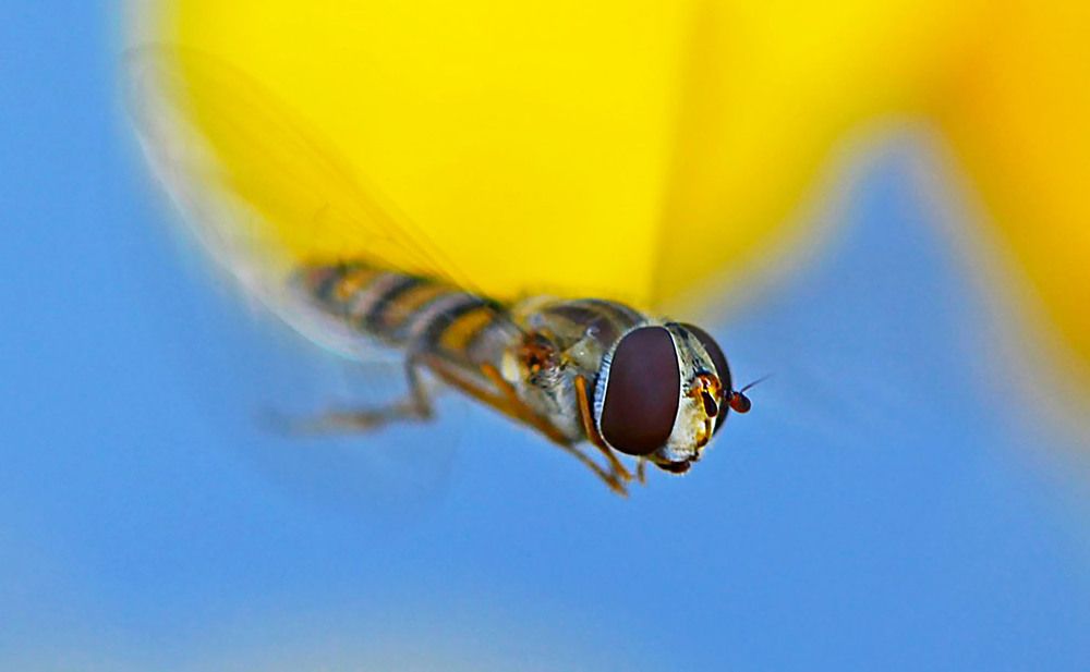 Photograph by Marjo Steffen