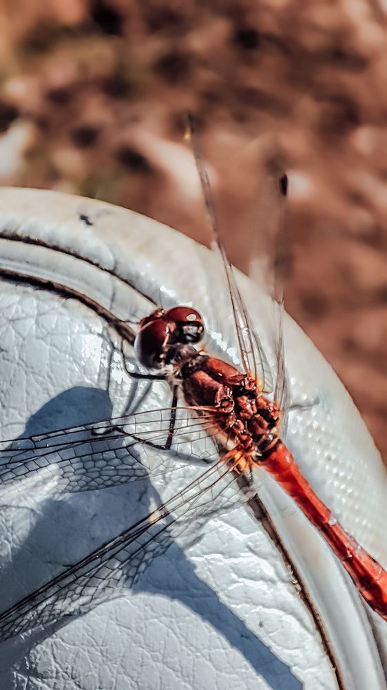 Photograph by Людмила Сергеева