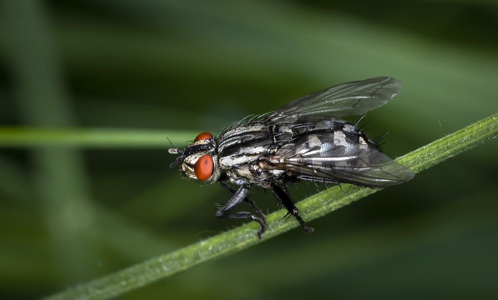 Photograph by Рихард Мисан